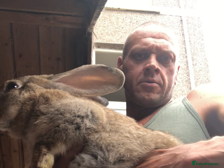 Continental Giant rabbits Continental giants - Advert 16