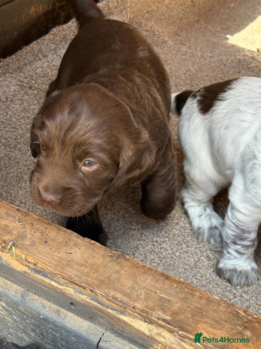 Sprocker dogs for sale: Sprocker Pups - Advert 2