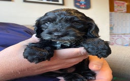 Cockapoo dogs for sale: Show Type F1 Cockerpoos. KC parents & health tests - Image 1