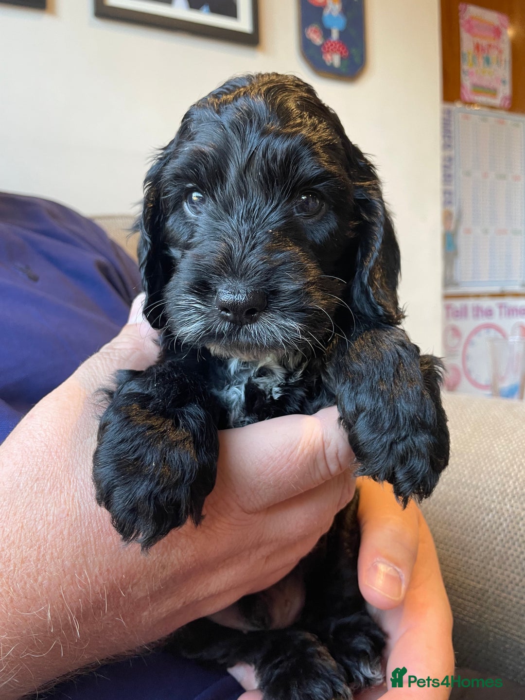 Cockapoo dogs for sale: Show Type F1 Cockerpoos. KC parents & health tests - Image 1