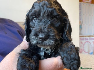 Cockapoo dogs - Advert 15