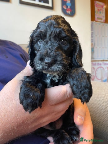 Cockapoo dogs - Advert 4