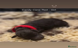 Cockapoo dogs for sale: Beautiful F2B Cockapoo Puppies - Image 5