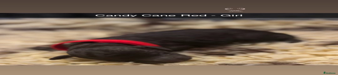 Candy Cane Red 