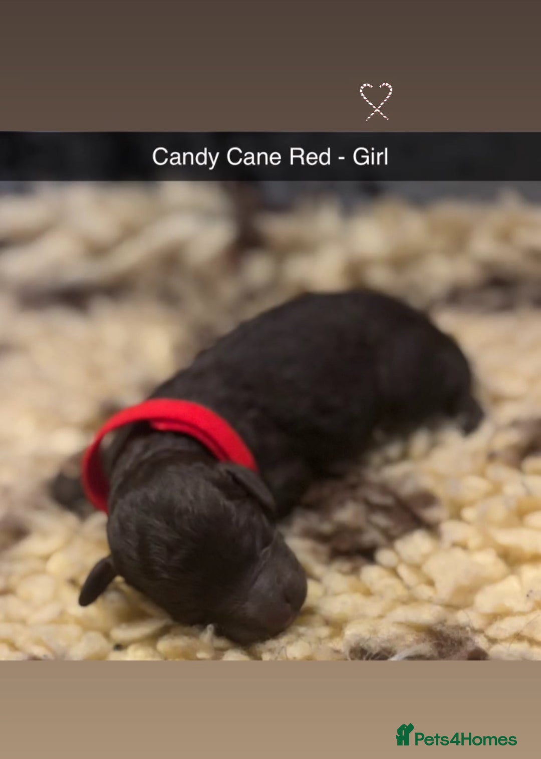 Cockapoo dogs for sale: Beautiful F2B Cockapoo Puppies - Image 5