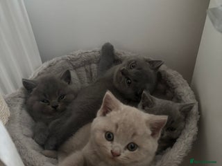 British Shorthair cats 2 Male British Short Hair Kittens - Advert 11