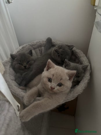 British Shorthair cats 2 Male British Short Hair Kittens - Advert 6