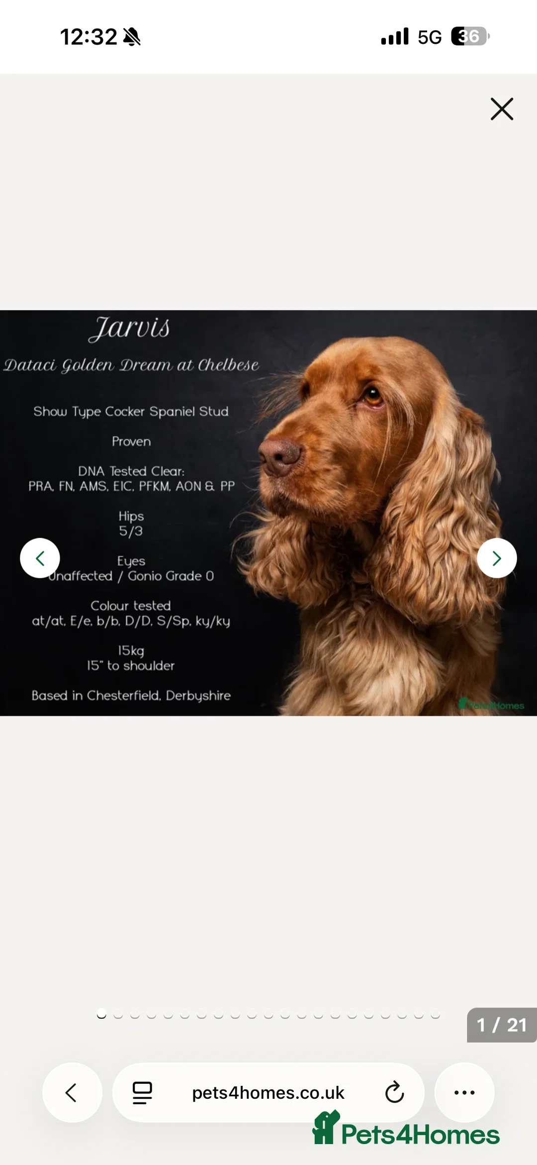 Mixed Breed dogs for sale: Cocker spaniel puppies - Advert 3