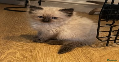 Ragdoll cats - Advert 11