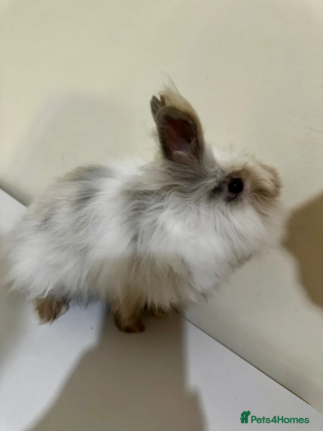 Angora rabbits for sale: Teddy Dwerg Male Litter Trained & Child Friendly - Advert 3