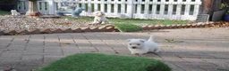 West Highland Terrier dogs for sale: West Highland terrier Puppies - Advert 6