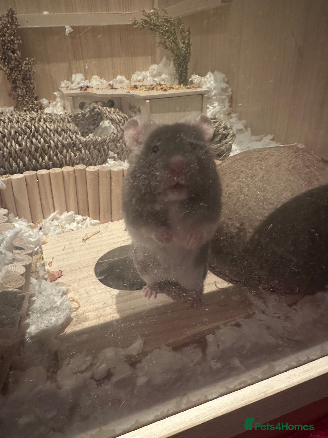 Hamster rodents for sale: Hamster and entire enclosure  - Advert 6