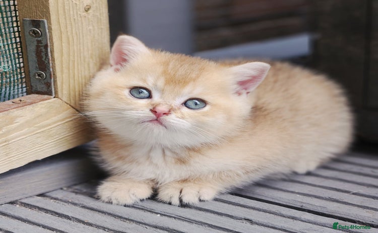 British Shorthair cats - Advert 1