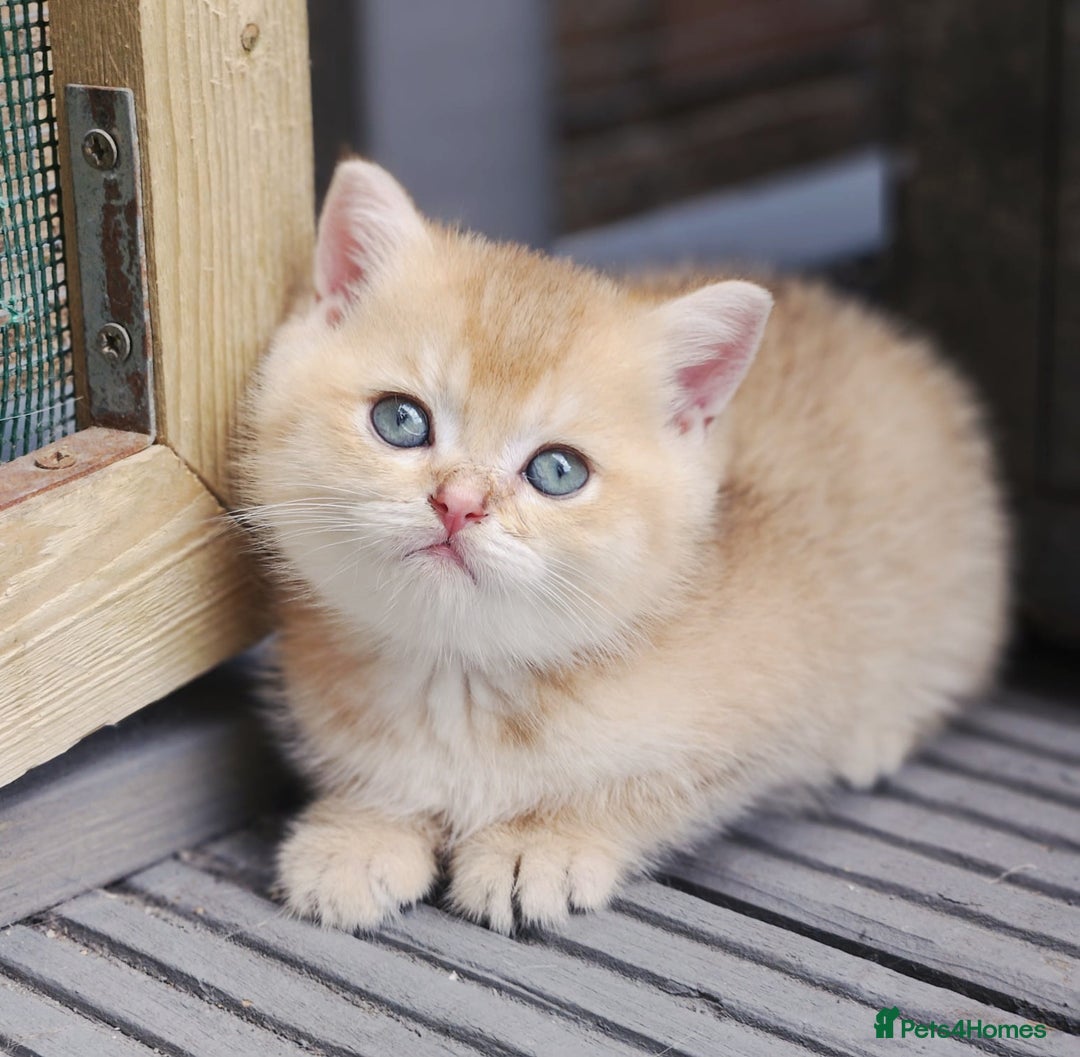 British Shorthair cats for sale: Tica reg Golden Shaded British shorthair kittens. - Image 1