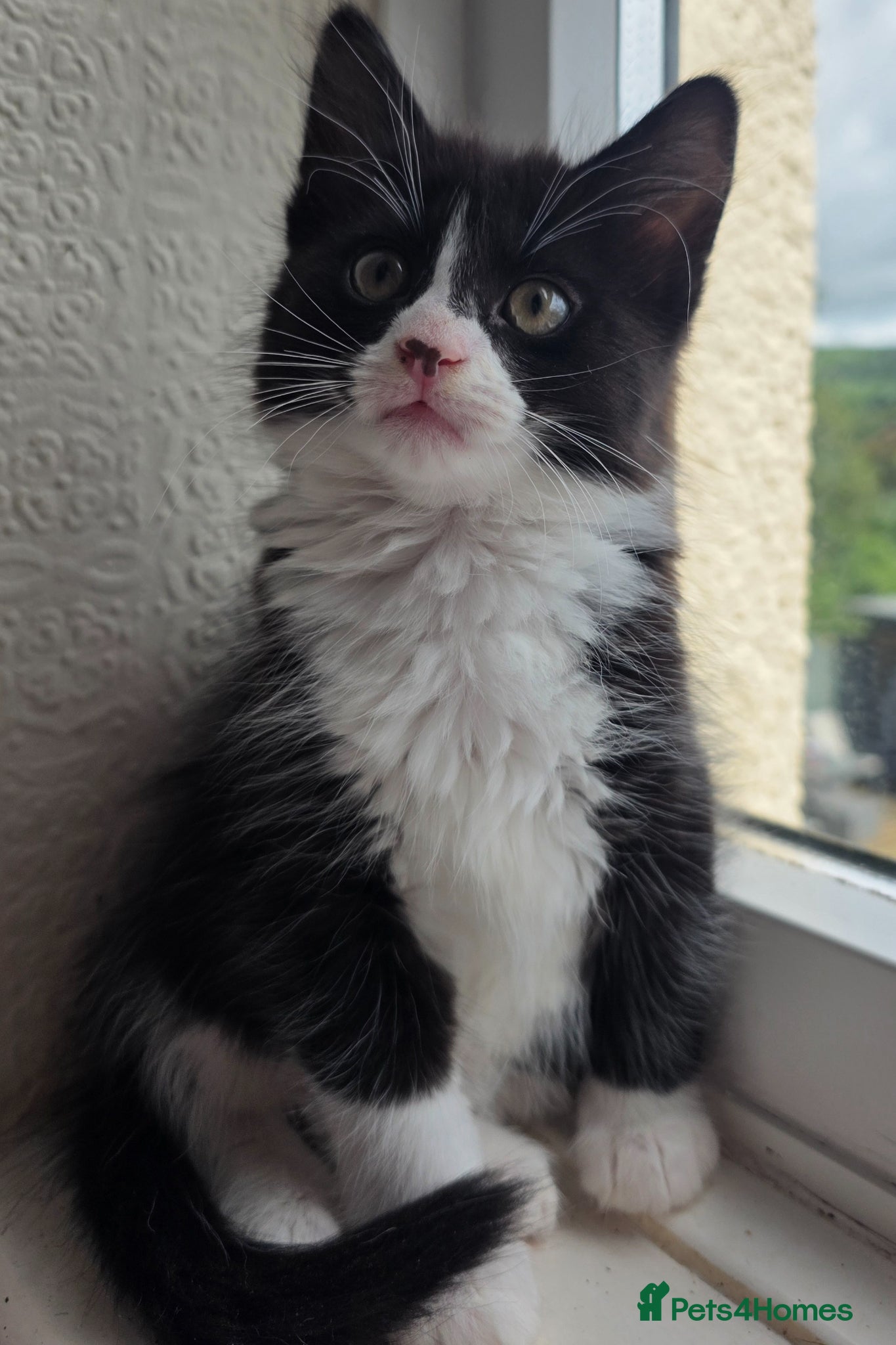 Mixed Breed cats KITTENS READY NOW - Advert 11