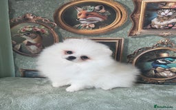 Pomeranian dogs for sale: Quality Pom puppies from Five Star Breeder  - Image 10