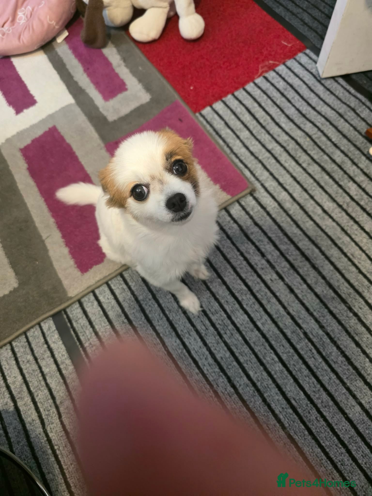 Mixed Breed dogs for sale: Dog for sale  in Gillingham - Advert 18