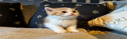 British Shorthair cats for sale: Grand champion sired - Advert 9