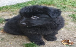 German Shepherd dogs for sale: German Shepherd pups ready end of August  - Image 1