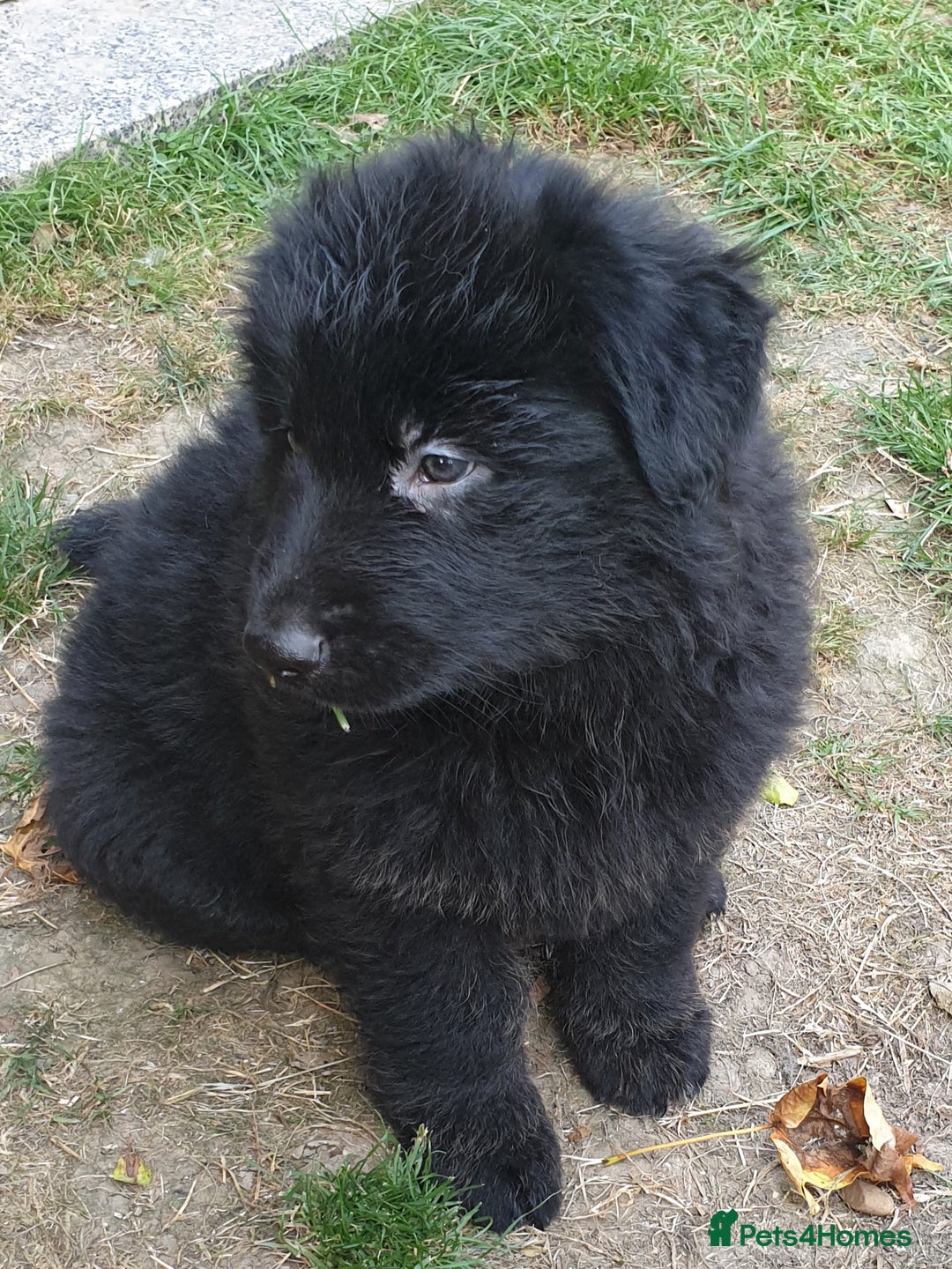 German Shepherd dogs for sale: German Shepherd pups ready end of August  - Image 1