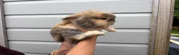 Mixed Breed rabbits for sale: Lionhead x Dwarf Lop double maned bunnies - Advert 6