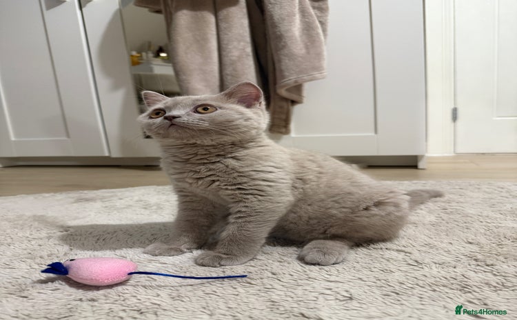British Shorthair cats - Advert 2