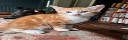 Mixed Breed cats for sale: Four varied mixed breed kittens - Advert 14