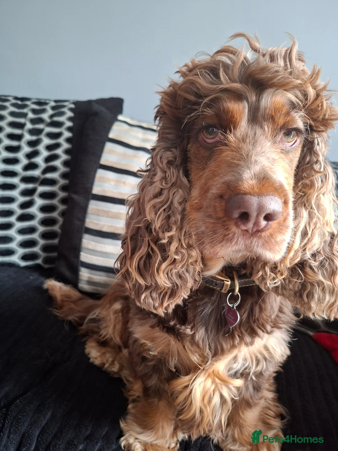 Cocker Spaniel dogs for sale: Beautiful Show Cocker Spaniel pup - Advert 1