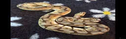 Python Snake reptiles for sale: Different royal pythons mostly proven or rtb  - Advert 3