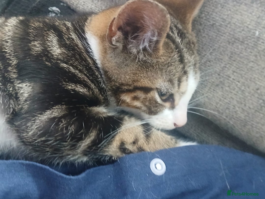Domestic Shorthair cats for sale: 🐾 9 Beautiful Kittens - Image 31