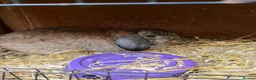 Mixed Breed rabbits for sale: Mixed rabbits for sale  - Advert 4