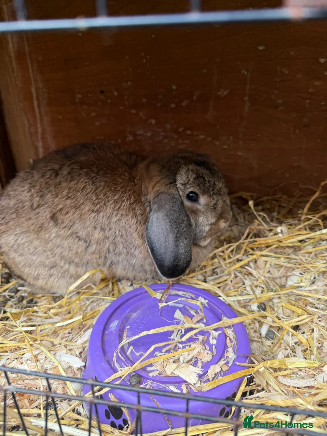 Mixed Breed rabbits for sale: Mixed rabbits for sale  - Advert 4