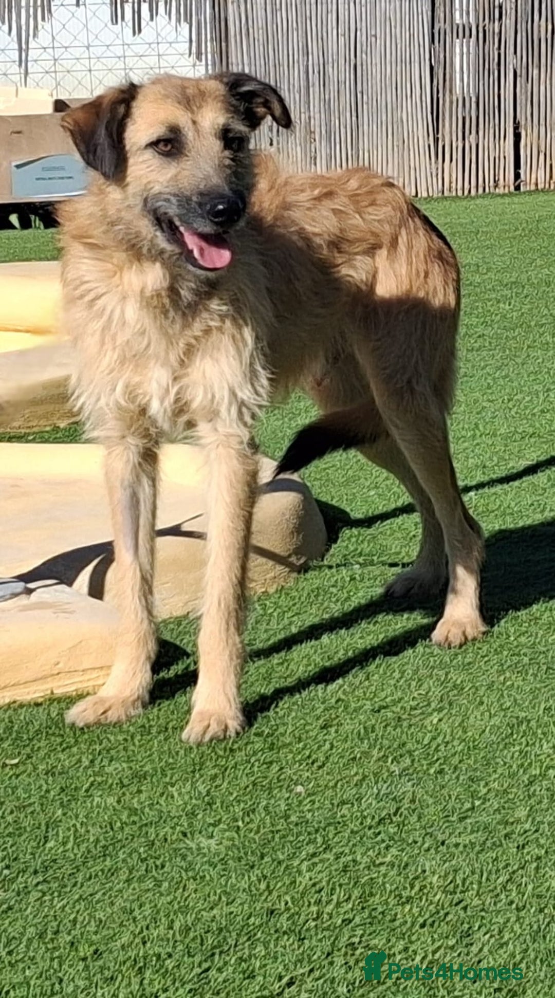 Mixed Breed dogs for adoption: Urgent Home For Kiro - Advert 3