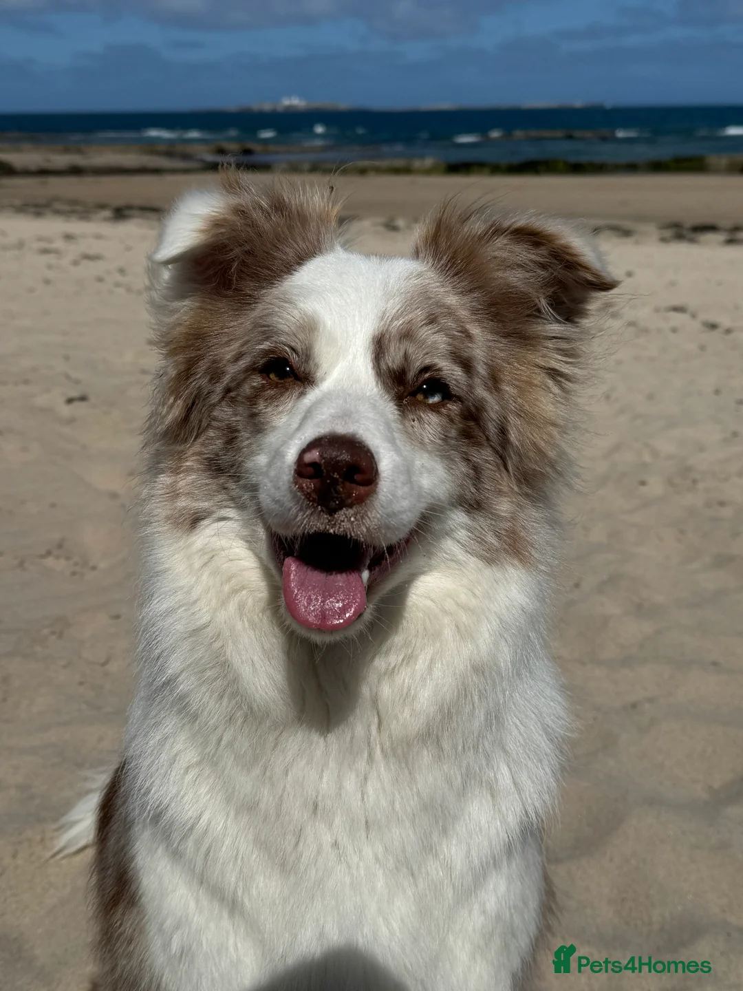 Border Collie dogs for sale: Stunning KC Reg Health Tested Border Collies - Advert 3