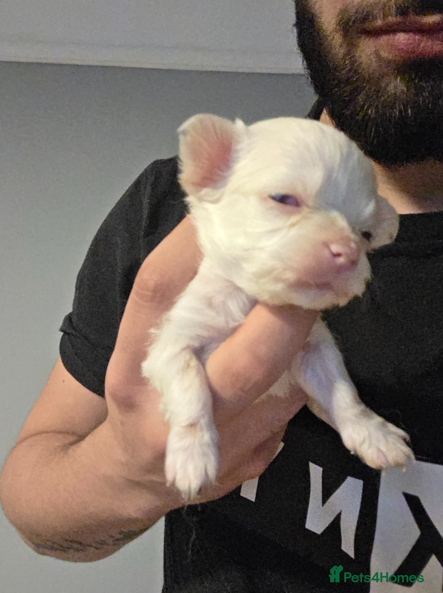 Chihuahua dogs for sale: Long & short haird chihuahua puppies  in Wirral - Advert 8