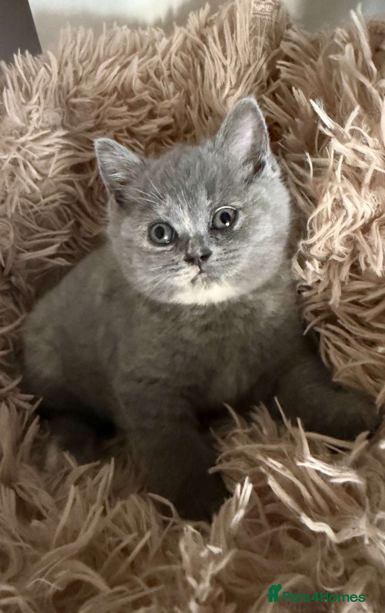 British Shorthair cats Sought after cream kittens - Advert 2