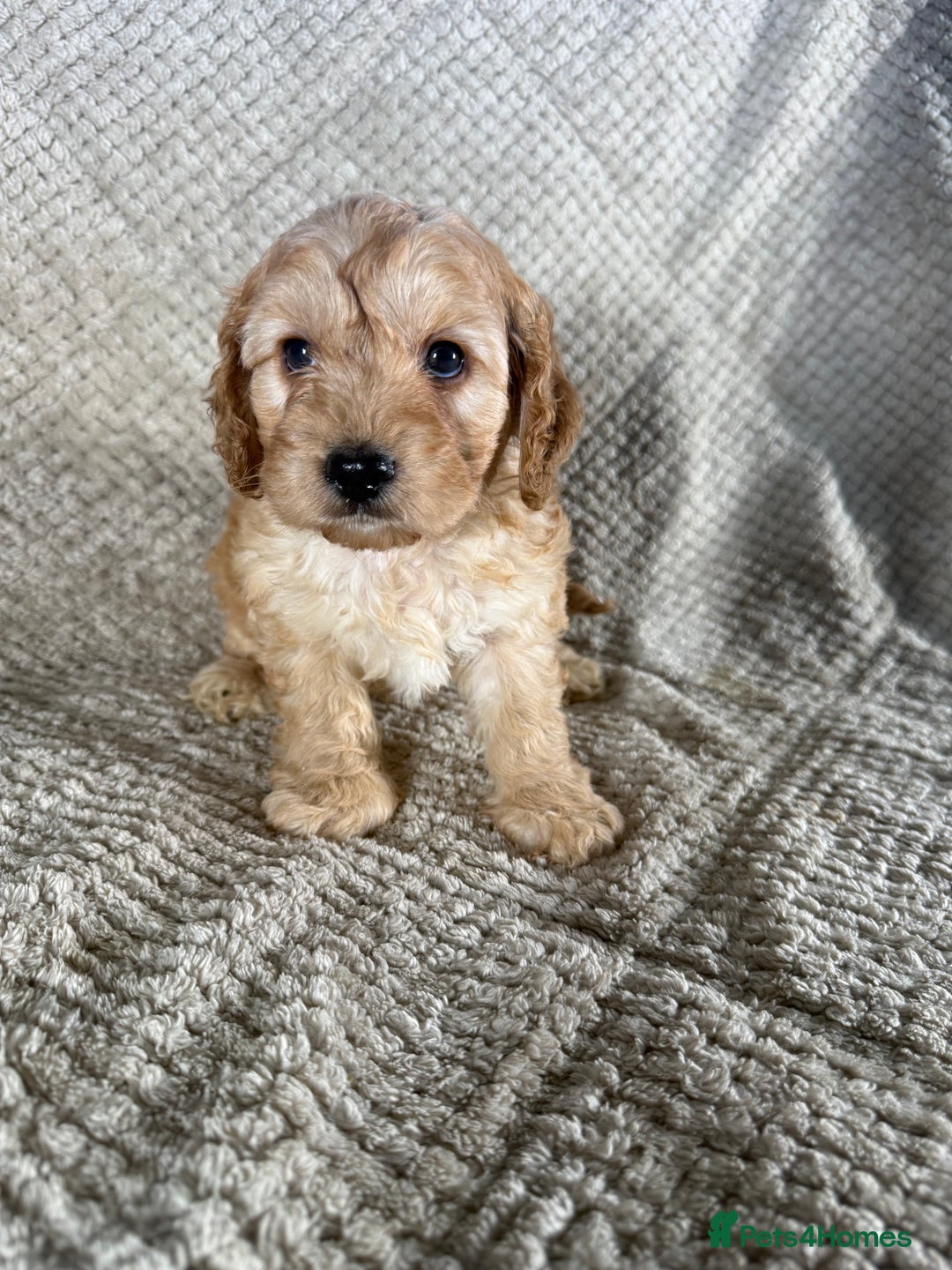 Cockapoo dogs for sale: F1 Cockerpoo Puppies For Sale  - Advert 7