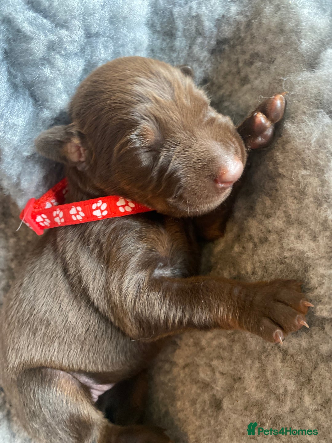 Dobermann dogs for sale: KC REGISTERED DOBERMAN PUPS - Image 27