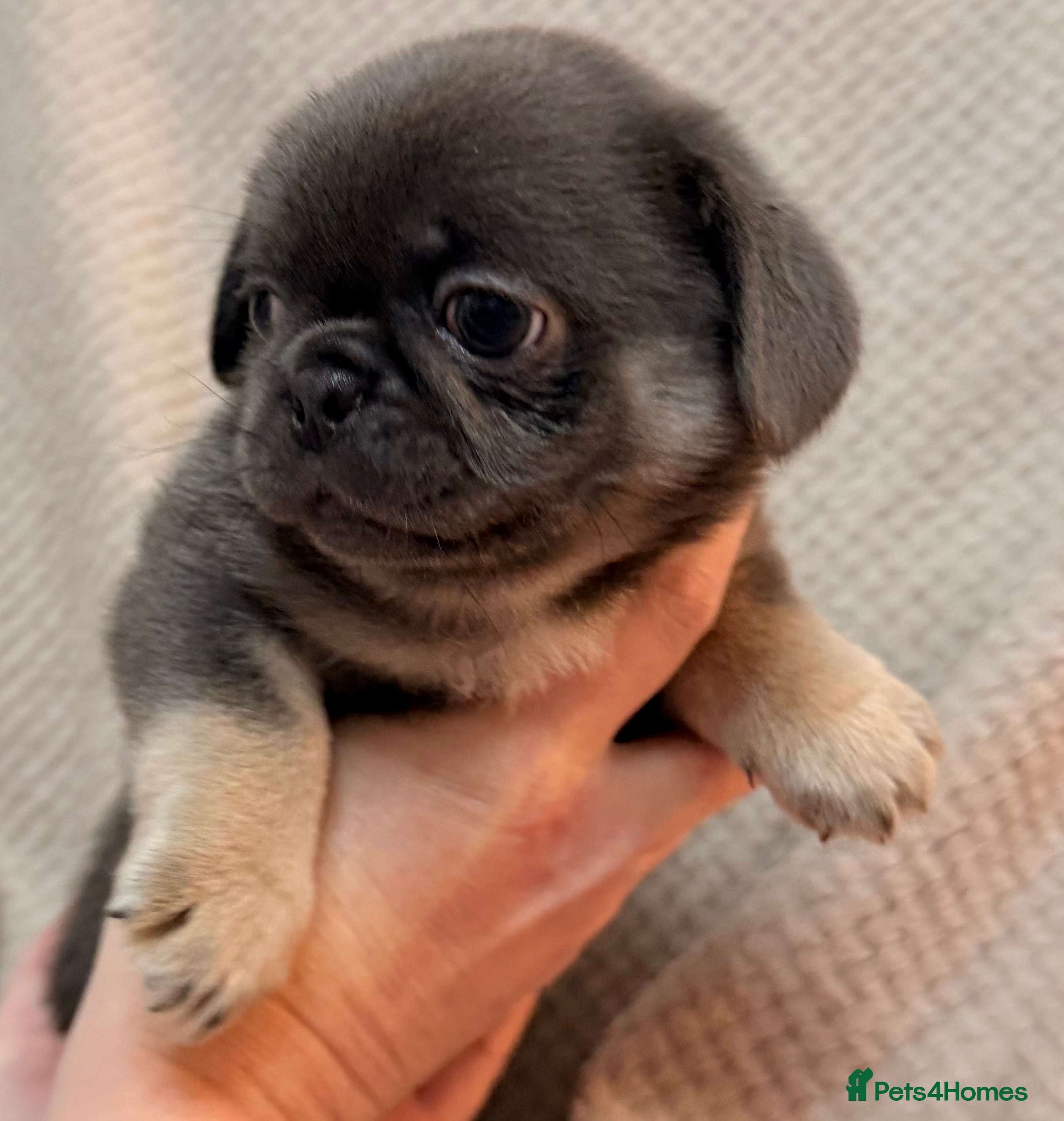 Mixed Breed dogs Beautiful pugingese pups 😍 - Advert 1