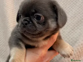 Mixed Breed dogs Beautiful pugingese pups 😍 - Advert 6