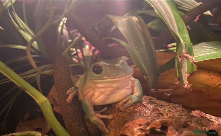Frog reptiles - Advert 2