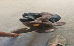 Mixed Breed dogs for sale: Meet Luna- your new best friend  - Image 6