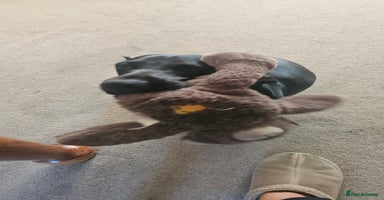 Mixed Breed dogs - Advert 1