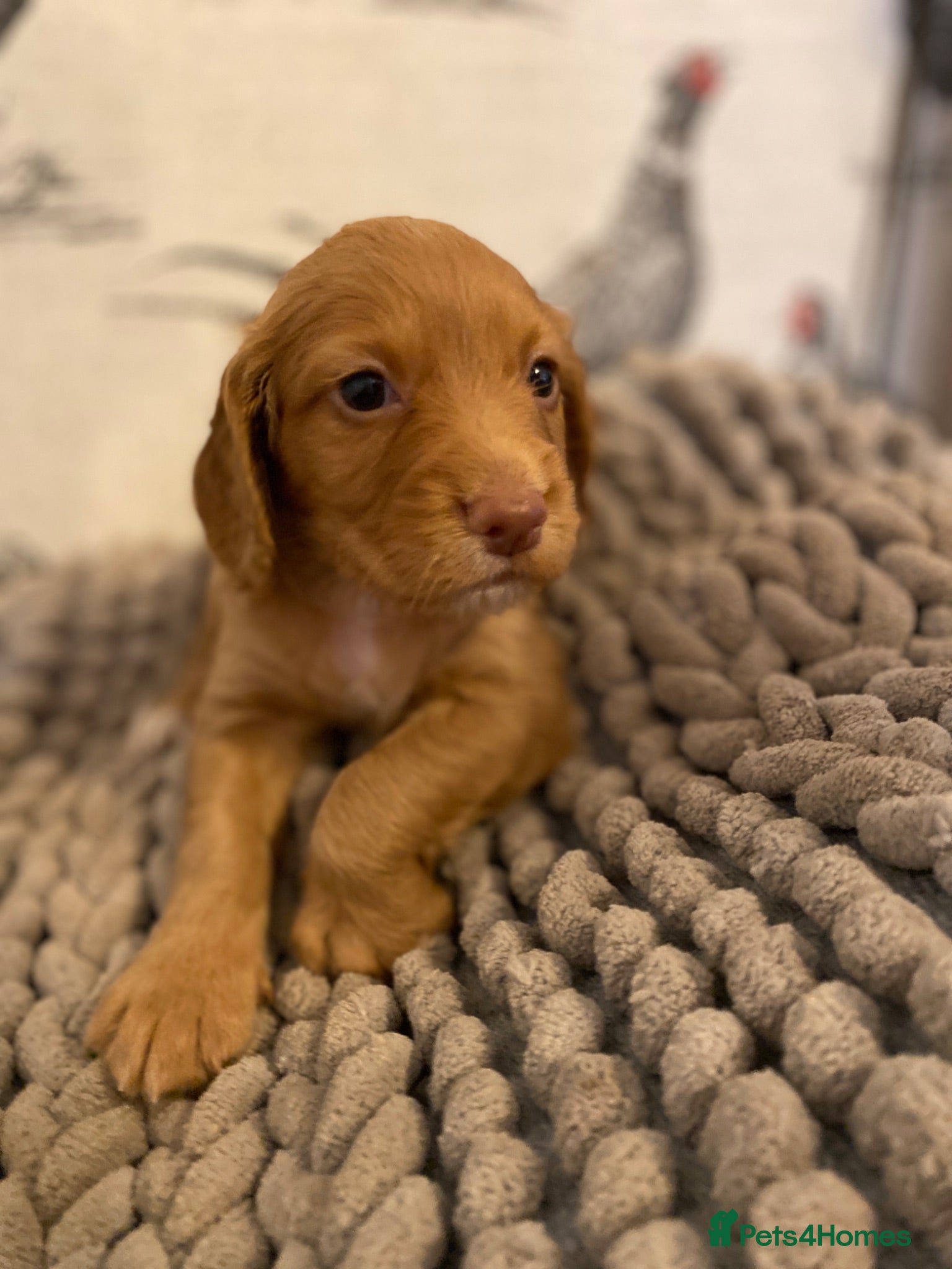 Cocker Spaniel dogs Beautiful KC Working Cocker Spaniel Puppies. - Advert 2