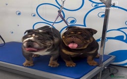 English Bulldog dogs for sale: ***EPIC BULLYZ RARE BULLDOGS*** - Image 9