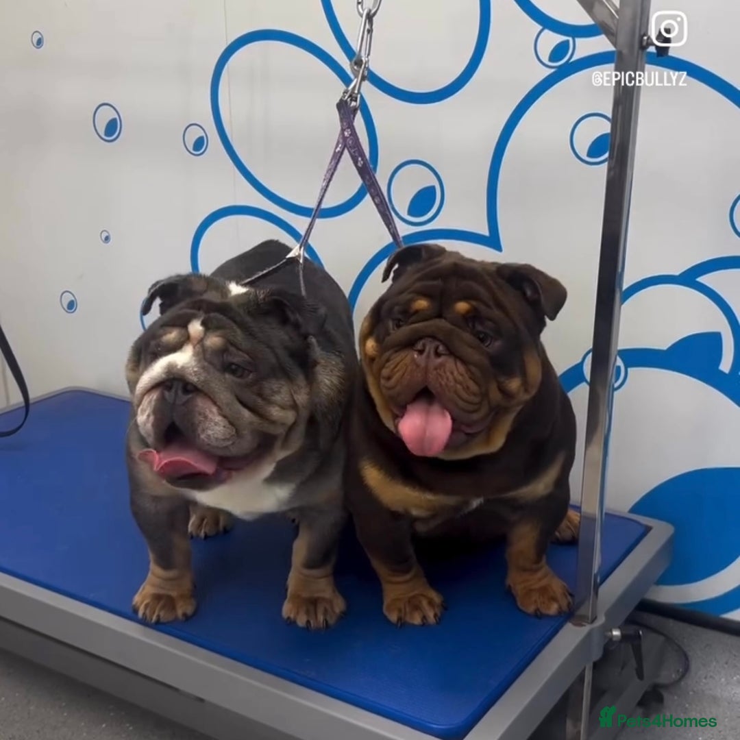 English Bulldog dogs for sale: ***EPIC BULLYZ RARE BULLDOGS*** - Image 9