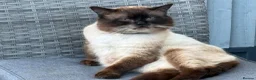 Mixed Breed cats for sale: Blue eyed fluffy babies  - Advert 13