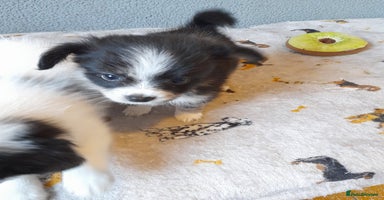 Pomeranian dogs - Advert 5