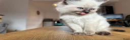 Ragdoll cats for sale: Ragdoll Kittens for Sale in Stirling - Advert 29