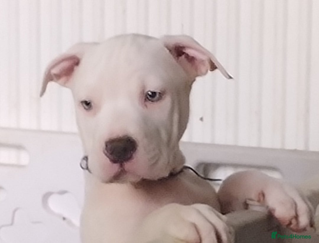 American Bulldog dogs for sale: Beautiful American bulldog  - Image 9